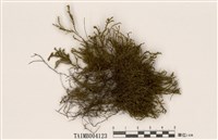 藏品(青苔)的圖片